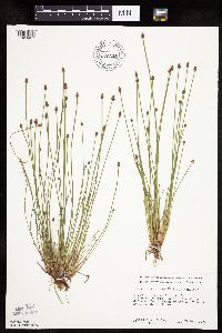 Eleocharis obtusa image