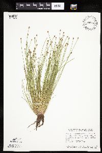 Eleocharis obtusa image
