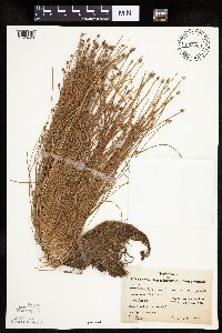 Eleocharis obtusa image