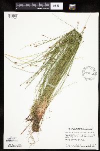 Eleocharis obtusa image