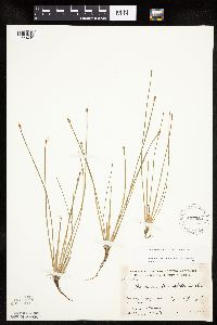 Eleocharis obtusa image