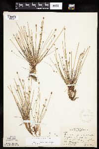 Eleocharis obtusa image