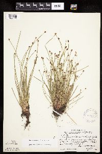 Eleocharis obtusa image