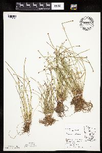 Eleocharis obtusa image