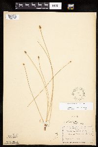 Eleocharis obtusa image