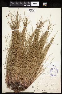 Eleocharis obtusa image