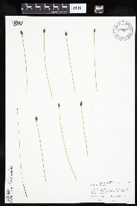 Eleocharis obtusa image