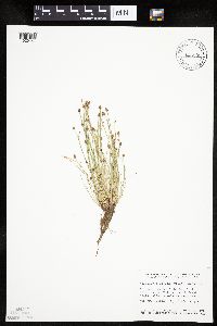 Eleocharis obtusa image