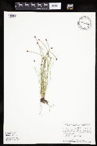 Eleocharis obtusa image