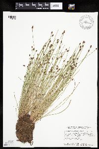 Eleocharis obtusa image