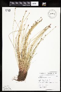 Eleocharis obtusa image