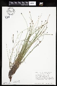 Thumbnail image of current specimen