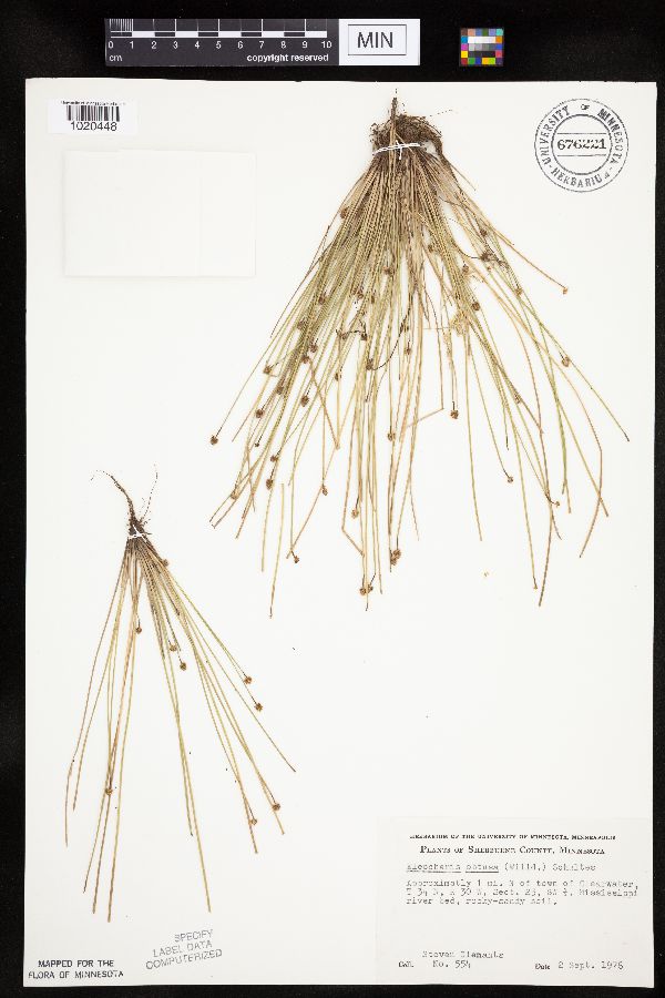 Eleocharis obtusa image
