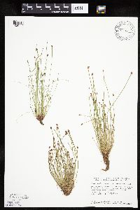 Eleocharis obtusa image