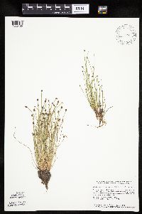 Eleocharis obtusa image