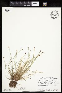 Eleocharis obtusa image