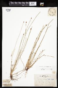 Eleocharis obtusa image