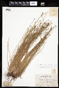 Eleocharis obtusa image