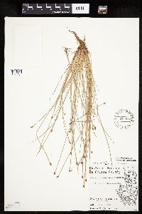 Eleocharis obtusa image
