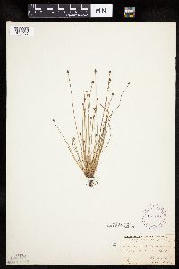 Eleocharis obtusa image