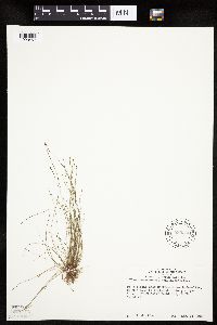 Eleocharis obtusa image
