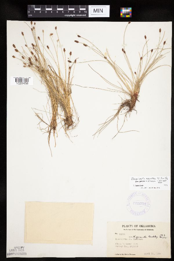 Eleocharis occulta image