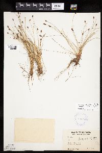Image of Eleocharis occulta