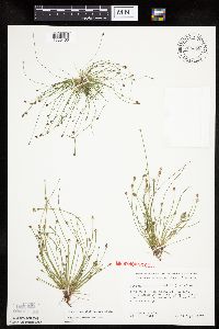 Eleocharis ovata image