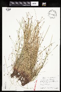 Eleocharis ovata image