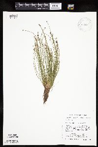 Eleocharis ovata image