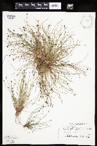 Eleocharis ovata image