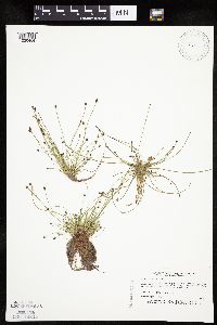 Eleocharis ovata image