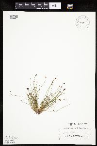 Eleocharis ovata image