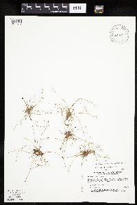 Eleocharis ovata image