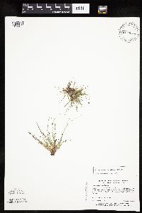 Eleocharis ovata image