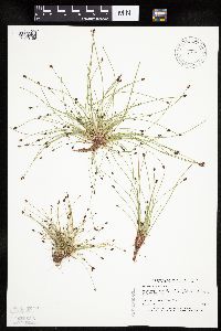 Eleocharis ovata image