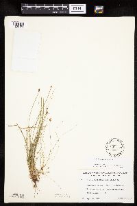 Eleocharis ovata image