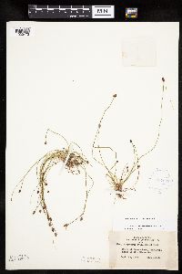 Eleocharis ovata image