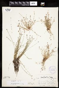 Eleocharis ovata image