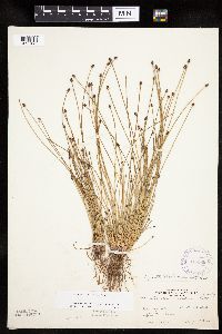 Eleocharis ovata image