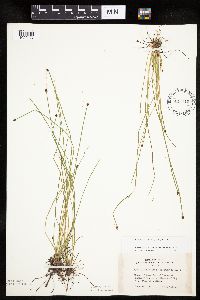 Eleocharis ovata image
