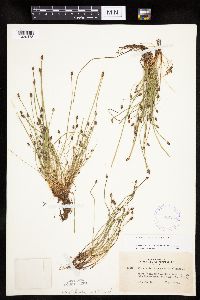 Eleocharis ovata image