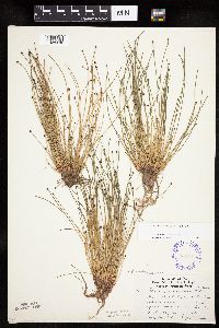 Eleocharis ovata image
