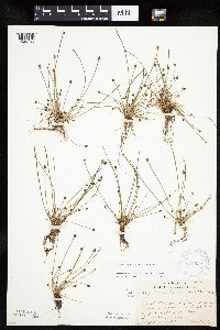 Eleocharis ovata image