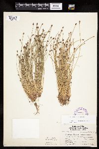 Eleocharis ovata image