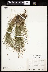 Eleocharis ovata image