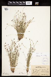 Eleocharis ovata image