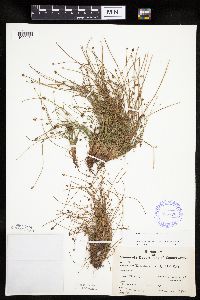 Eleocharis ovata image