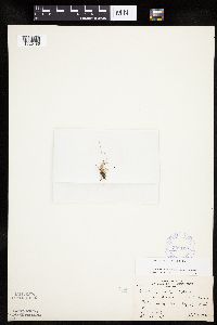 Eleocharis ovata image