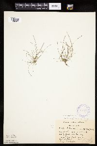 Eleocharis ovata image